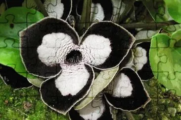 Panda Asarum