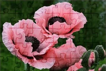 Poppies jigsaw puzzle