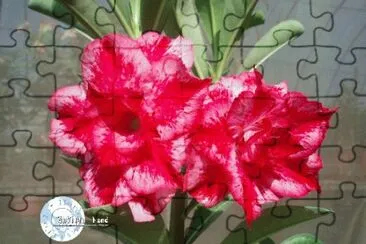 פאזל של adenium