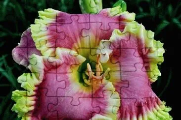 Beautiful Flower jigsaw puzzle