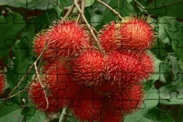 Rambutan Fruit