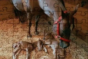 - cavalo..