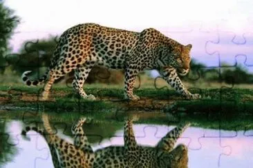 - tigre, jigsaw puzzle