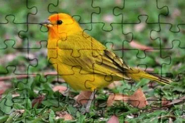 - frank sinatra! jigsaw puzzle