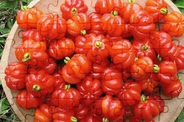 - pitanga jigsaw puzzle