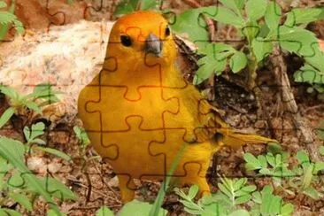 - canario da terra!