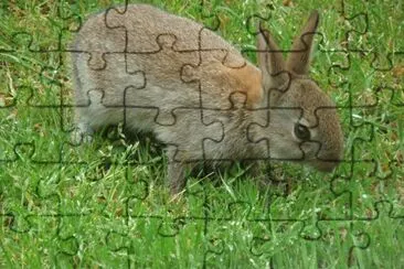 jeune lapin de garenne