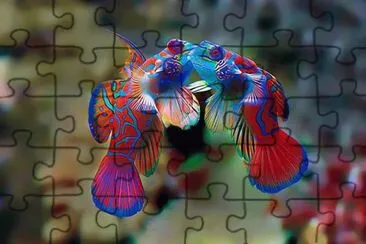 - beijo,(3) jigsaw puzzle
