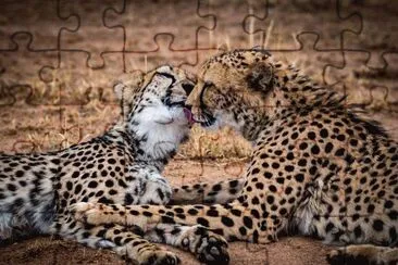 beijo-animal-5 jigsaw puzzle