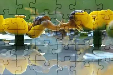 beijo-animal-8 jigsaw puzzle