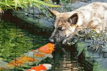 beijo-animal-10 jigsaw puzzle