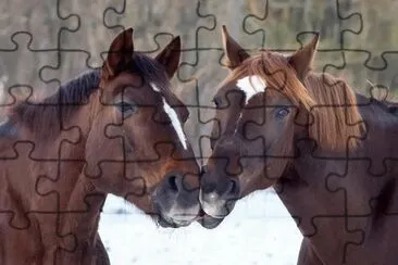 beijo-animal-11 jigsaw puzzle