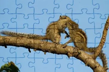 beijo-animal-12 jigsaw puzzle