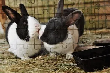 beijo-animal-13 jigsaw puzzle