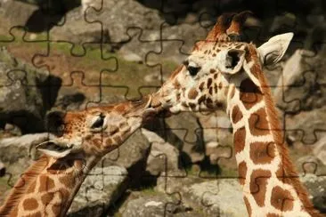 beijo-animal-14 jigsaw puzzle