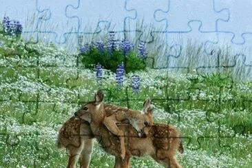 antÃ­lopes jigsaw puzzle
