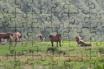 chevaux