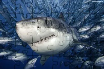 Tiburon jigsaw puzzle