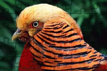Golden Chinese Pheasant