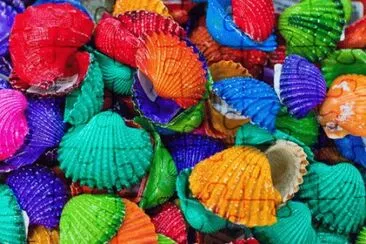 Colorful Shells
