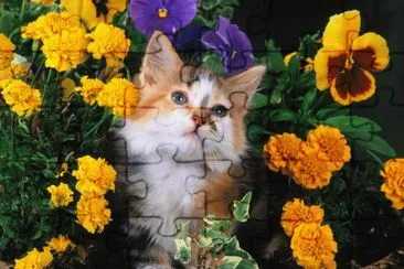 Gatico jigsaw puzzle