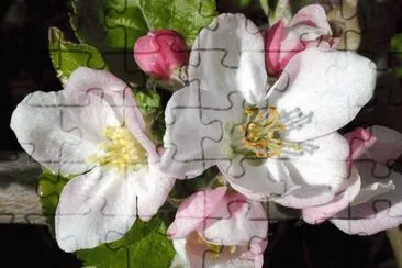 Flor de pomer jigsaw puzzle