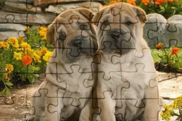 SHARPEY jigsaw puzzle