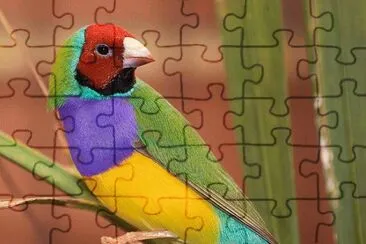 Male Gouldian Finch  Australia jigsaw puzzle