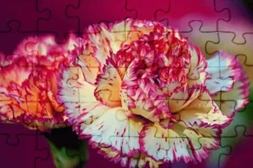 פאזל של Carnations