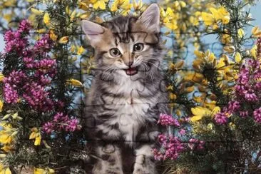 Gatico