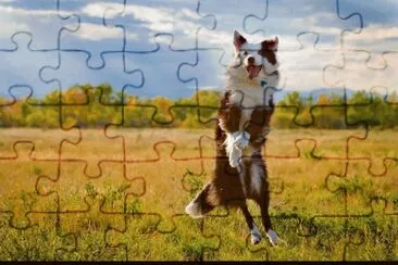 CÃ£es jigsaw puzzle
