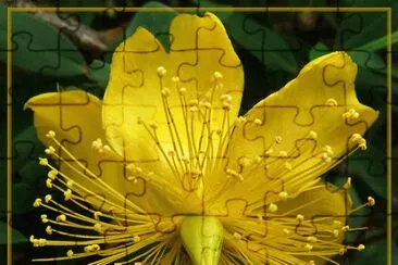 Yellow Exotic jigsaw puzzle