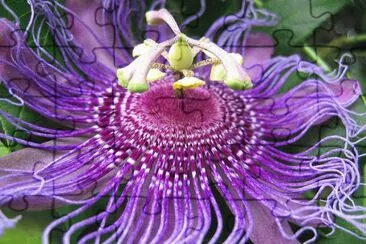 Flower Octapus jigsaw puzzle