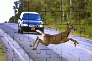 GANÃ“ EL VENADO jigsaw puzzle