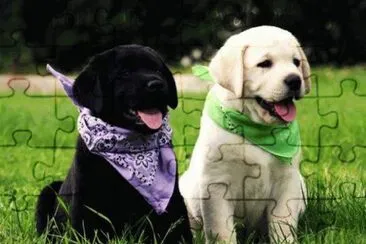 CÃ£es fofinhos jigsaw puzzle
