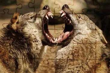 Lobos jigsaw puzzle