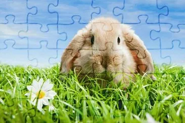 Conejito jigsaw puzzle
