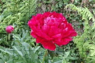 pivoine