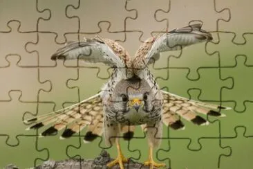 . jigsaw puzzle