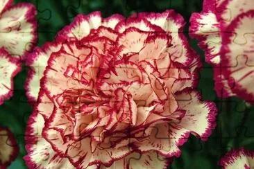 פאזל של Color Flower