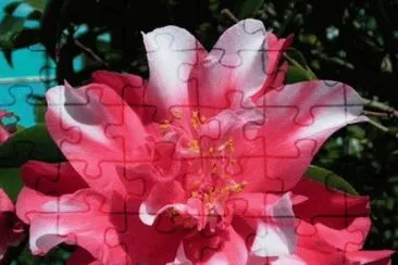 Camelia Nursery jigsaw puzzle