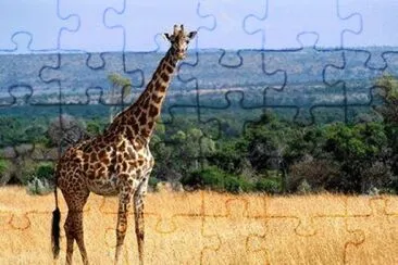 - girafa,(oo1) jigsaw puzzle