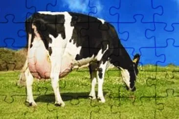 Vaca Leitera