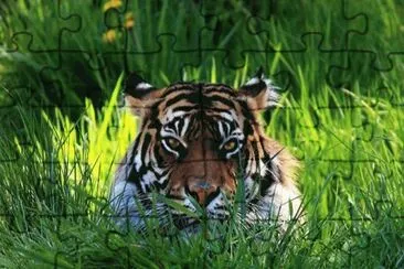 Tigre