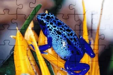 Colorful Frog