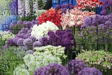 Chelsea Flowers jigsaw puzzle