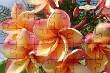 Plumeria