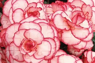 פאזל של begonias