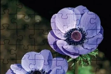 anemone jigsaw puzzle