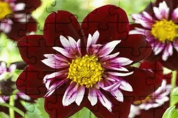 dahlia jigsaw puzzle